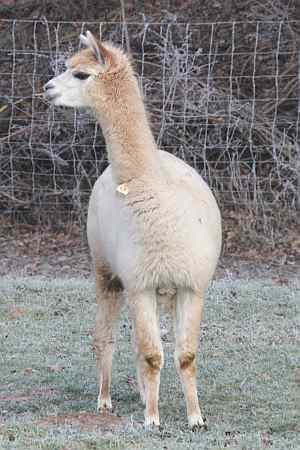 alpacas.jpg